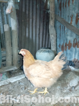 টাইগার মুরগী